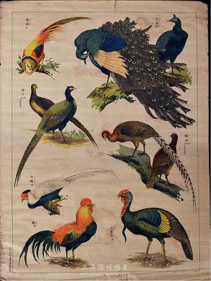 明治卅四年（1901年）东京造画馆制鸟类图，绘有雌雄孔雀、雄锦鸡、雌雄雉子、雌雄鸐雉、雄白鹇、雄鸡、雄七面鸟，色彩鲜艳，印制精美，敬请预览