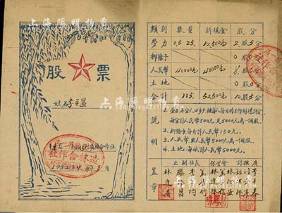 1952年平东县第一区仲戈庒乡后滕家村造林合作社股票，10股5分折合现金52500元，此股票以劳力、柳条子、人民币、土地4种类别折股，内容极为特殊；平东县，原由山东解放区于1940年9月析平度县东部区域置，1953年7月撤销，并入平度县；少见，七五成新