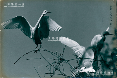 著名摄影大师郎静山“双鹤”摄影作品1张，尺寸501×334mm，其上题有“子源道光清品”字样；郎静山为中国最早的摄影记者，运用绘画技巧与摄影暗房曝光的交替重叠，创立“集锦摄影”艺术，在世界摄坛上独树一帜，被评选为“摄影术诞生180年180人”之一；保存甚佳，敬请预览